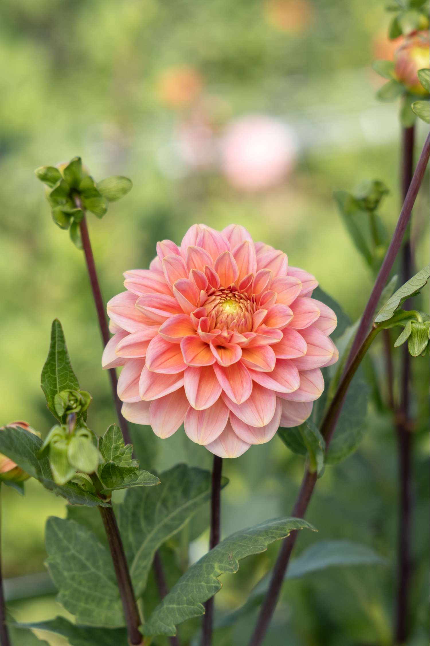 Dahlia 'Rosario'